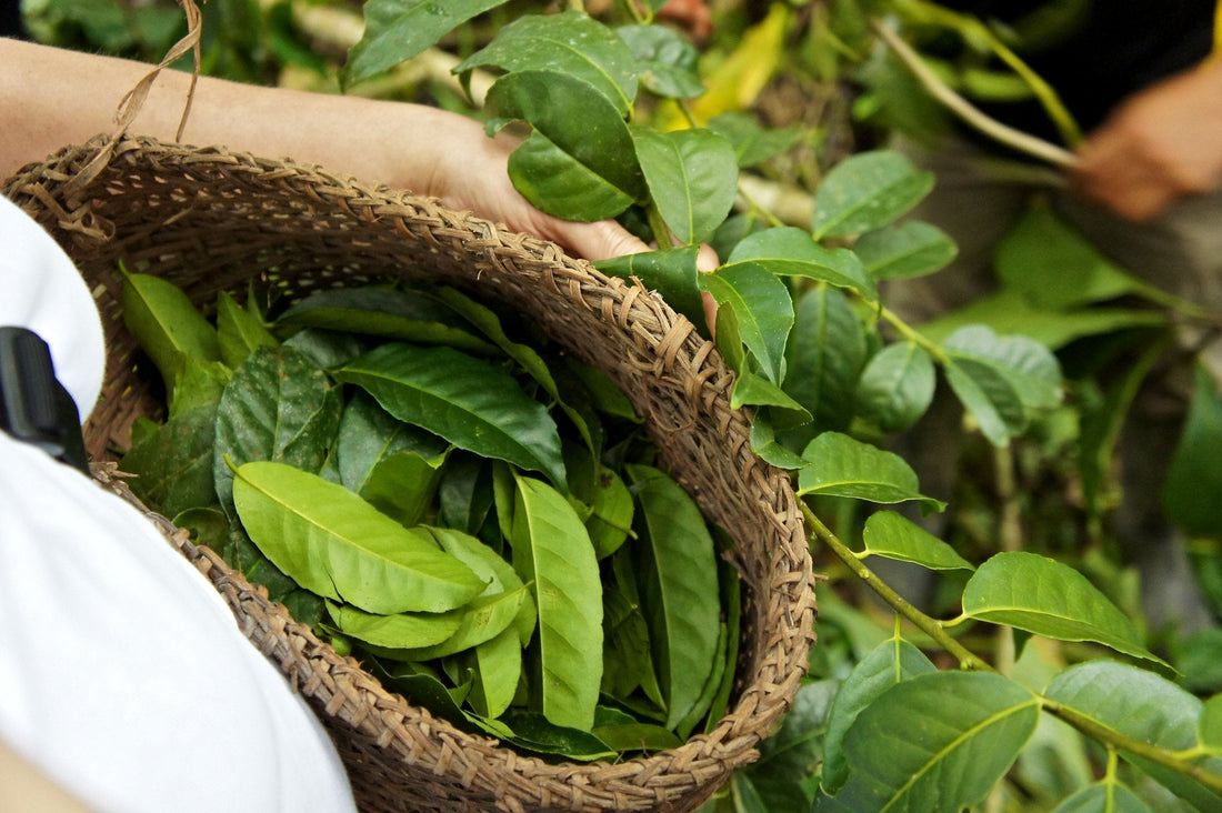 Wieso Guayusa dein absoluter Gamechanger ist